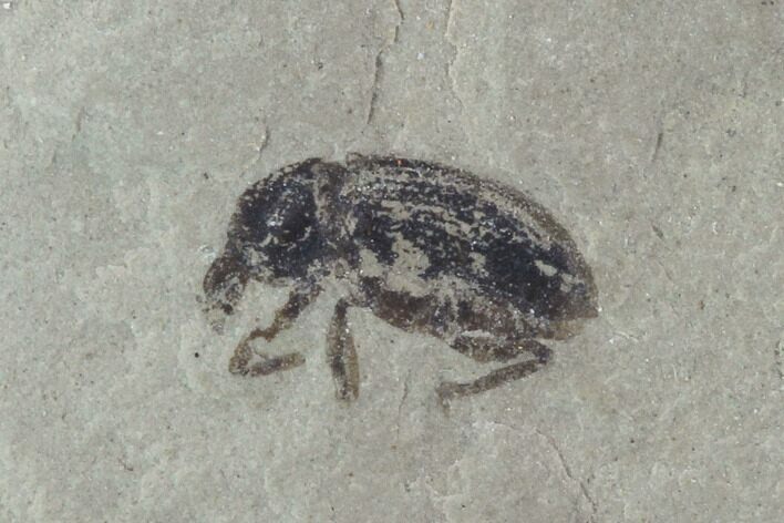 Fossil Weevil (AKA Snout Beetle) - Green River Formation, Utah #94940